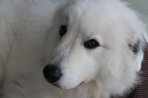 IMG_7076